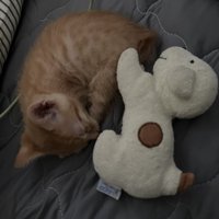 ぬいぐるみと眠る猫