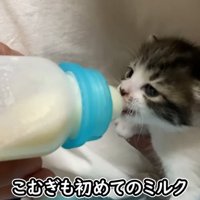 ミルクを飲む子猫2