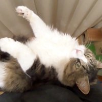 少しこちらを向いて(上から)