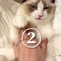 おなかをなでられる猫