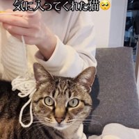 ニット帽を編むママの膝の上に座るキジトラ猫