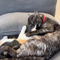 黒猫に毛づくろいされる三毛猫