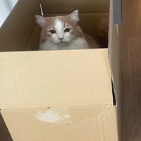 ダンボールに入る猫