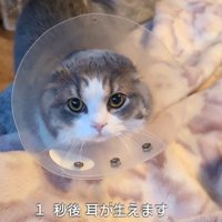 エリカラを着けた猫（1秒後耳が生えます）