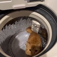 洗濯機に入る猫
