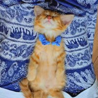 仰向けで寝る猫