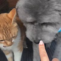 並んで座る犬と子猫