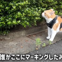 植木のにおいを嗅ぐ猫