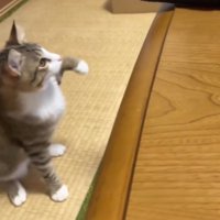 黒い折りたたみ傘を見つめながら前足を上げる猫