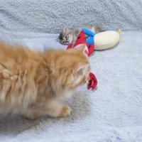 子猫とぬいぐるみに近づく兄猫