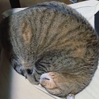 イスの上で気持ち良さそうに眠る猫