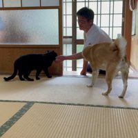 飼い主を出迎える犬と猫