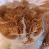 毛がへこんだもなかくん