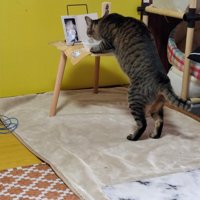 猫の後ろ姿