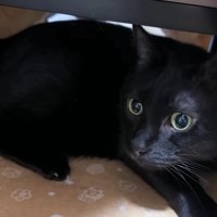 コタツの中のリオくん