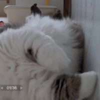 猫と見守りカメラ