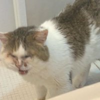 お風呂場にいる猫