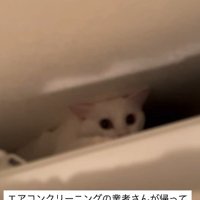 洗濯機裏に潜む猫
