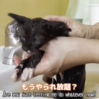 体を洗われる子猫