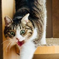爪とぎハウスから出てくる猫（アップ1）