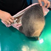 頭を入れる猫