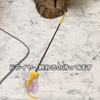 猫のおもちゃ