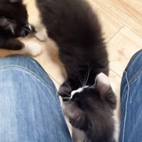 飼い主さんに群がる3匹の猫