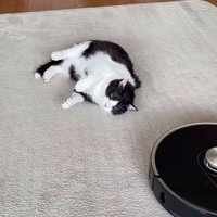 画面手前側にあるロボット掃除機と寝ている猫