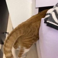 上半身をベッドの隙間にねじ込んだ猫（アングル上から）