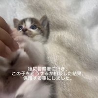 指にじゃれつく子猫