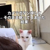 眠るママを起こす白猫