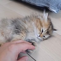目が閉じていく子猫