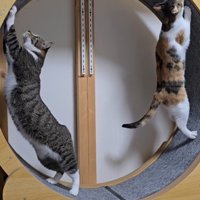 キャットホイールの上側に前足を伸ばすキジ白猫