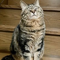 目をつむってお座りする猫