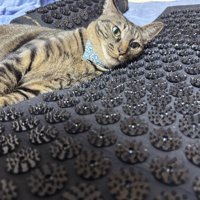 トゲのついたマットに寝転がる猫