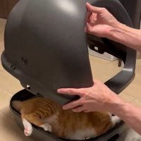 猫トイレのカバーをかけられる猫