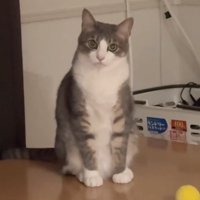 すまし顔をする猫