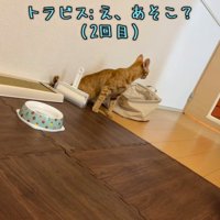 驚いている猫