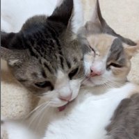 毛づくろいをしている猫とされている猫