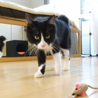 ネズミで遊ぶチコちゃん2