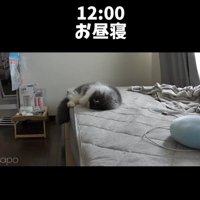 ベッドの上で寝ている猫