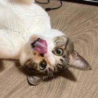 ヘソ天している猫