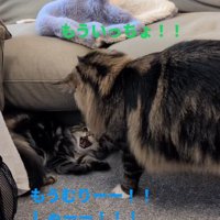 子猫に近寄る先住猫
