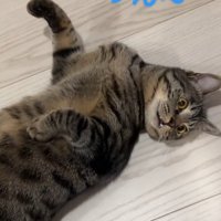 ろうかに転がって寝ている猫