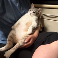 仰向けに膝の上に乗る猫
