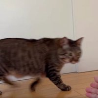 人の腕と猫
