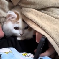 スマホを見る猫