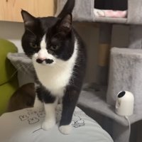人の背中の上に乗る猫