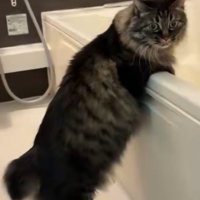 浴槽のふちに手をかけて立ち上がる猫