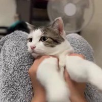 手を持って遊ばれている猫